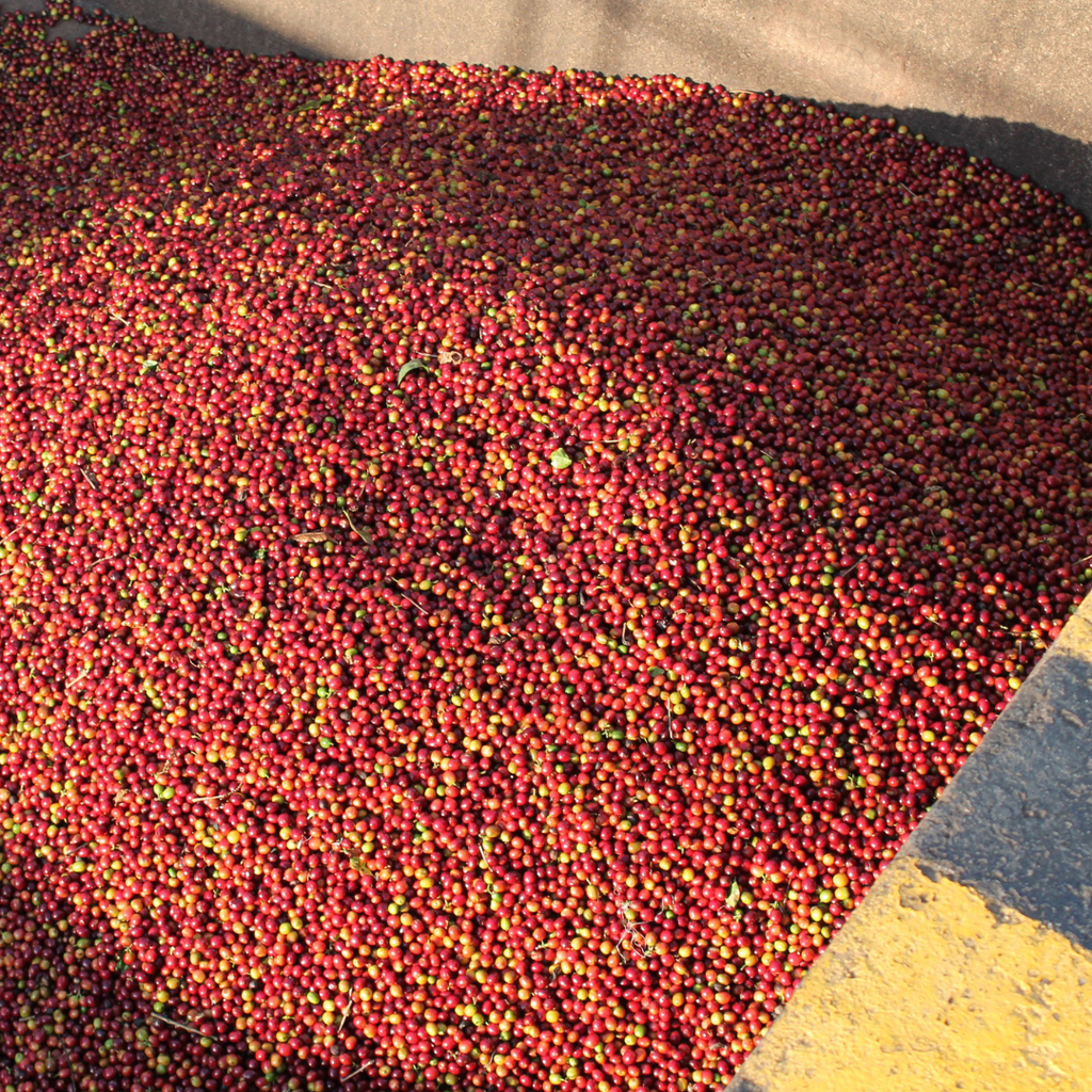 Nicaragua - Aida Lilla Zeledon - Java - Washed (CoE 2021 #10 Farm ...